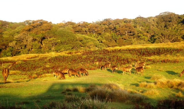 Deer in morning light on Horton Plains, Sri Lanka