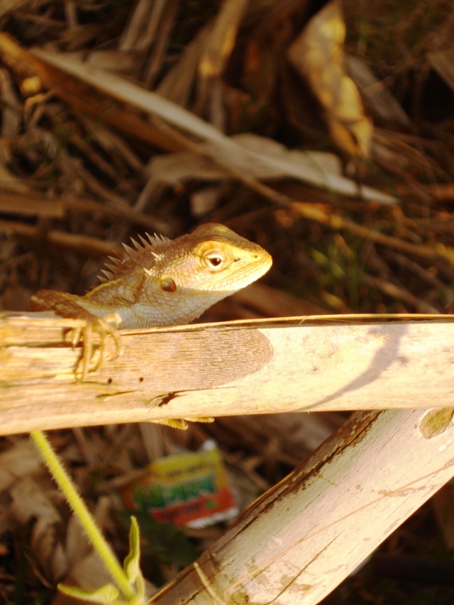 Yellow lizard in Hampi India